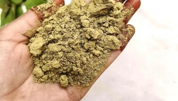 Best Mehndi From Sojat - Tehsil