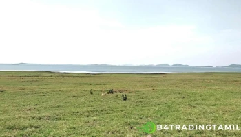 Cattle Island - Odisha 768234