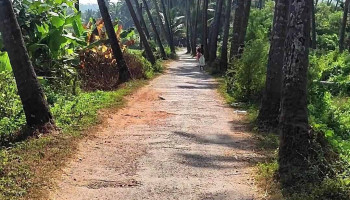 Saligao coconut tree road - Badrez