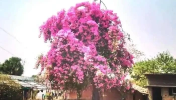 அஹேரீ - அஹேரீ