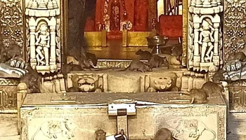 கர்ணி மாதா கோயில் - Deshnok