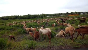 காலஸ் - காலஸ்