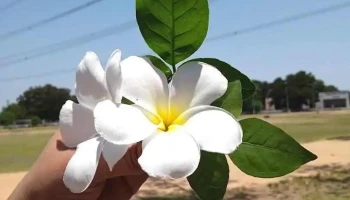 கோரடி காலனி - நாக்பூர்