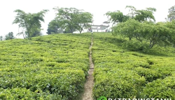 டீ கார்டன் - லிஸ்ட