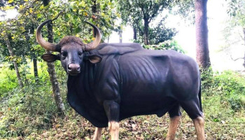 ராதாநகரி வைல்டுலைஃப் ஸந்க்துவாரி - Radhanagari