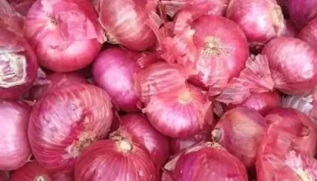 லசல்கோன் - லசல்கோன்