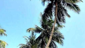 ஷிர்கோன் - ஷிர்கோன்