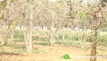 ஹசன்பூர் - ஹசன்பூர்