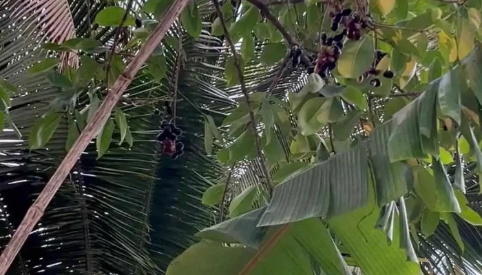 Cinnneekaa Paarm Hvus Urimaiyaallr - Kudal, டஐல்வாடி