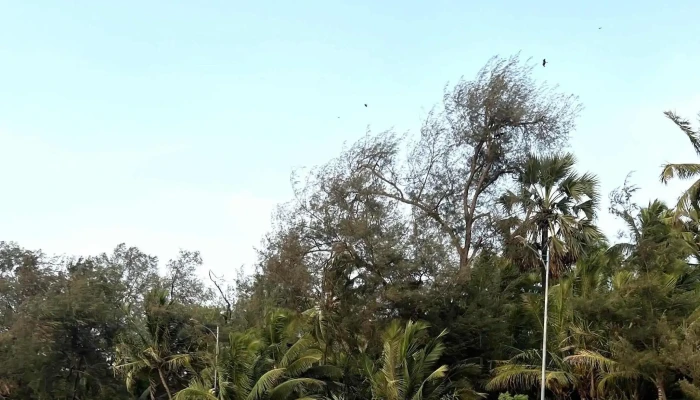Cliff Manori Island தொலைபேசி - Mumbai