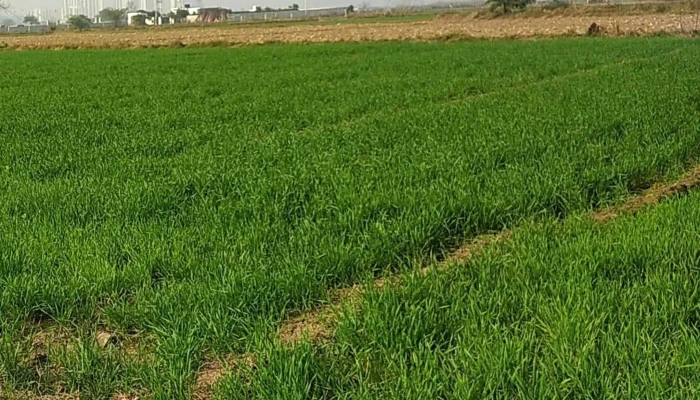 Farrukh Nagar Bypass -  முகவரி - Farukh Nagar
