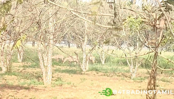 Hcnnnpuur Ellaam - ஹசன்பூர்