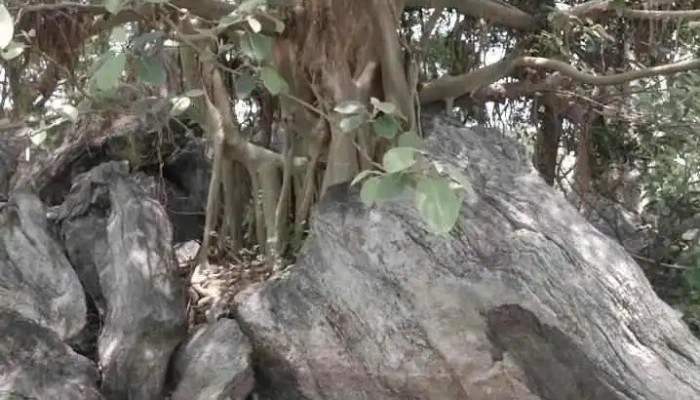Hirpuur Hmeessaa Viittiyoo - ஹிரபூர் ஹமேஷா