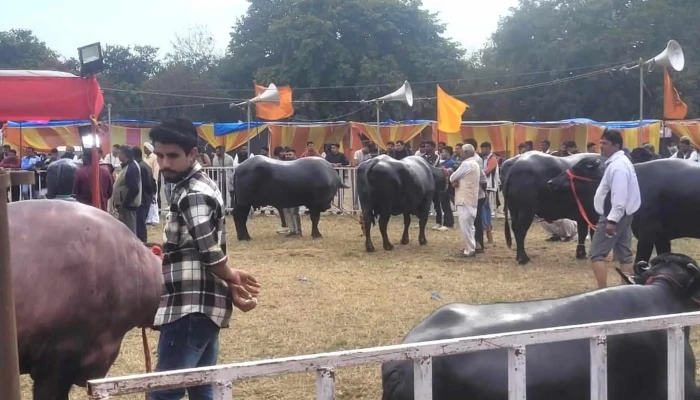 Icar National Dairy Research Institute -  அங்கே எவ்வாறு செல்வது - Karnal, கர்னால்