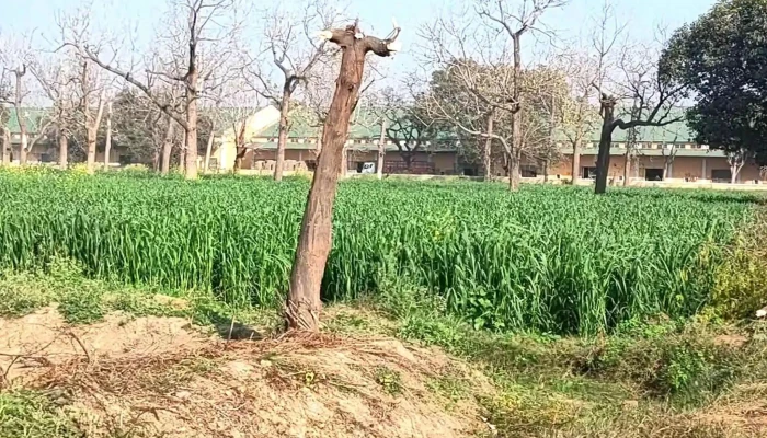 Icar National Dairy Research Institute -  இருப்பிடம் - Karnal, கர்னால்