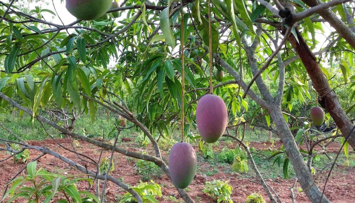 JoyPure Farm - Tankua