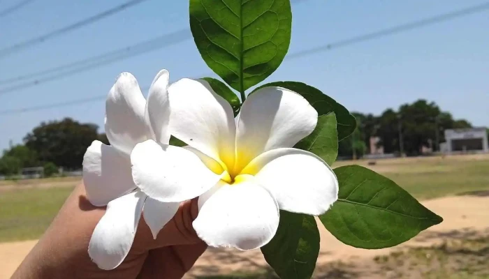 Koortti Kaalnnni Ellaam - நாக்பூர்
