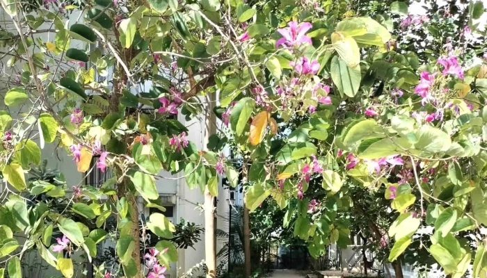 Mahindra Happinest Boisar - Boisar, கம்பல்கோன்