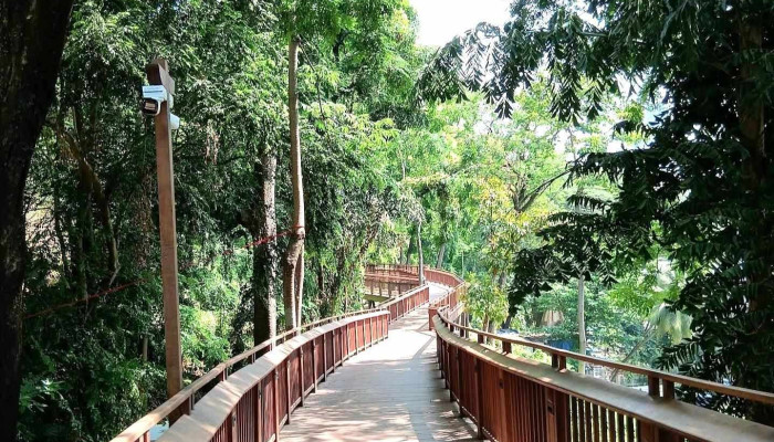 Malabar Hill Forest Trial - Siri Rd