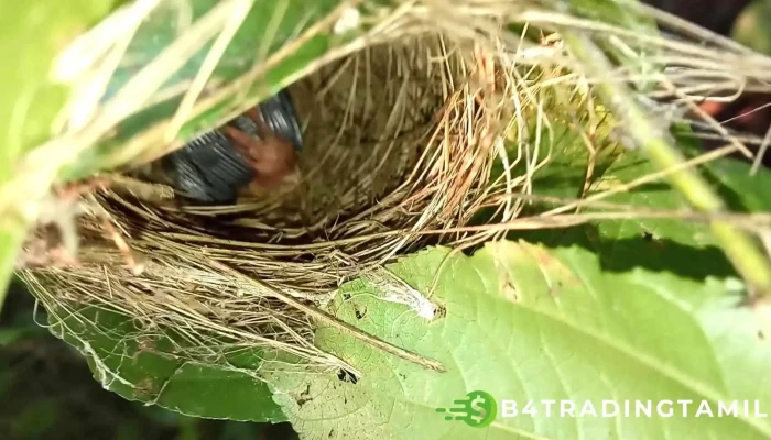 Murrptt Viittiyoo - முற்பட்