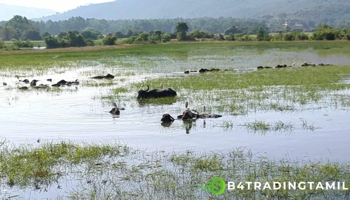 Nanda Lake - Karmaliwada