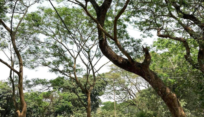Nuadia Kendrapara - Kendrapara
