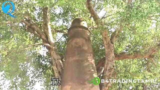 Taannneecr Viittiyoo - தானேசர்