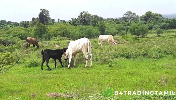 Ttisttriktt Klekttr Aapiis Piitt Viittiyoo - Beed, பீட்