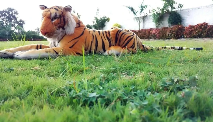 சாவ்நேர் - சாவ்நேர்