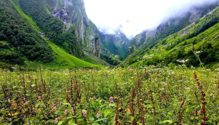 நந்தா தேவி நேஷனல் பார்க் - Uttarakhand 246443