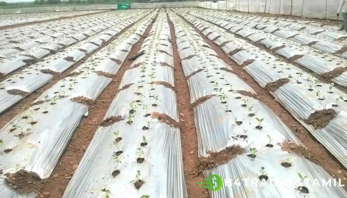 போர்கோன் - போர்கோன்