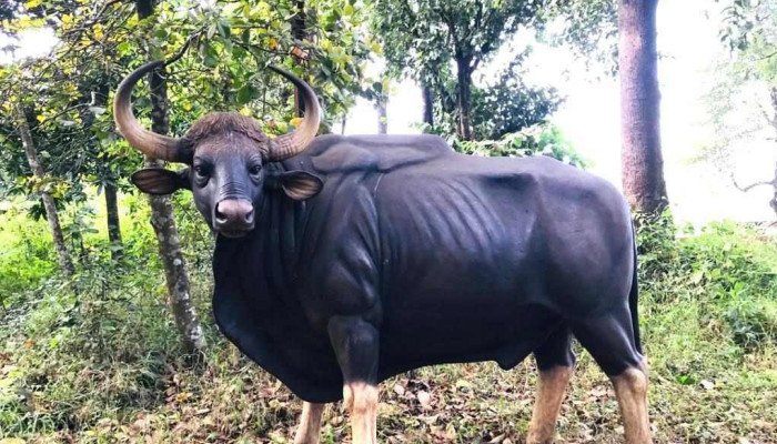 ராதாநகரி வைல்டுலைஃப் ஸந்க்துவாரி - Radhanagari