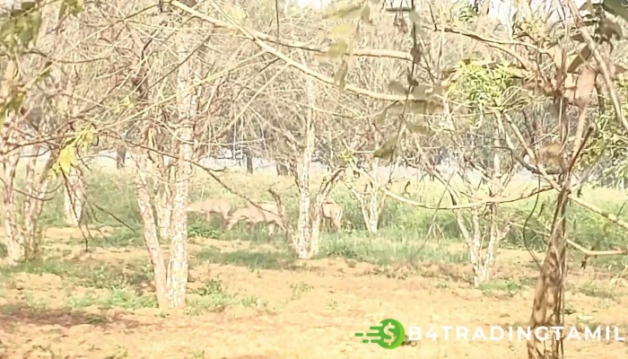 ஹசன்பூர் - ஹசன்பூர்